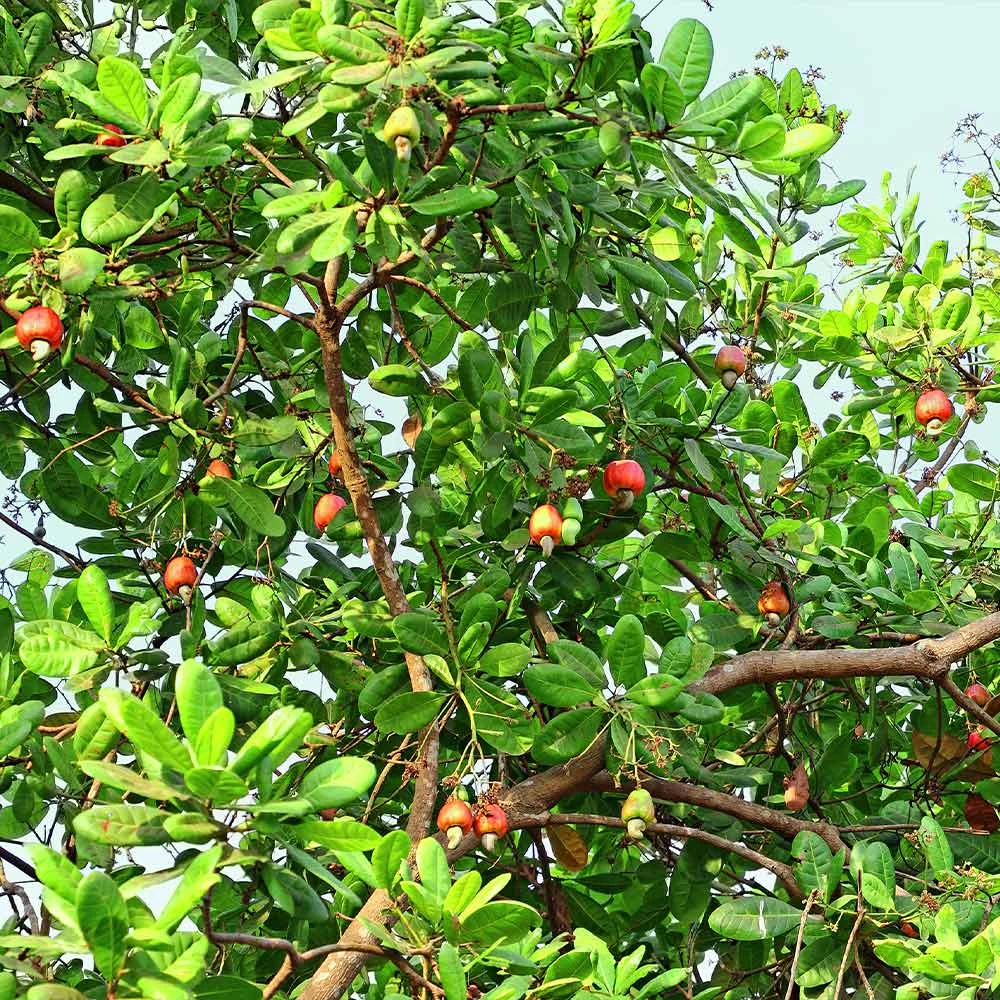 Cashew Tree - Image 3
