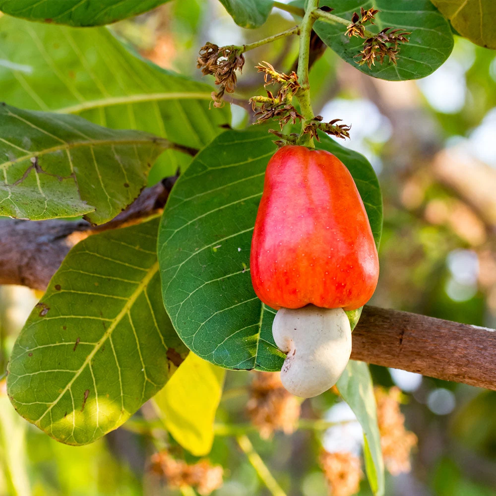Cashew Tree - Image 2