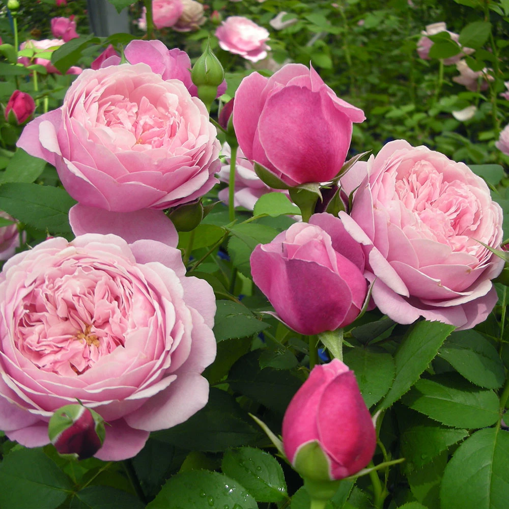 Cathedral Bells Rose - Image 2