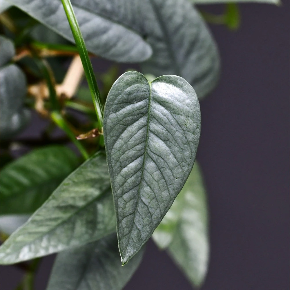 Cebu Blue Pothos - Image 2