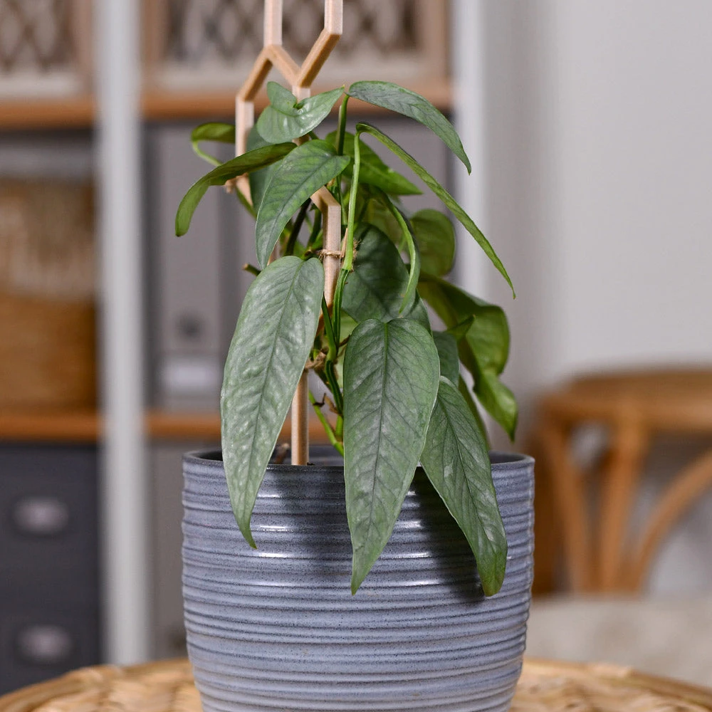 Cebu Blue Pothos - Image 4