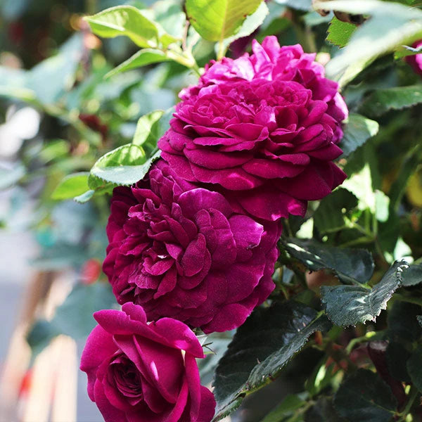 Celestial Nightâ„¢ Rose Tree