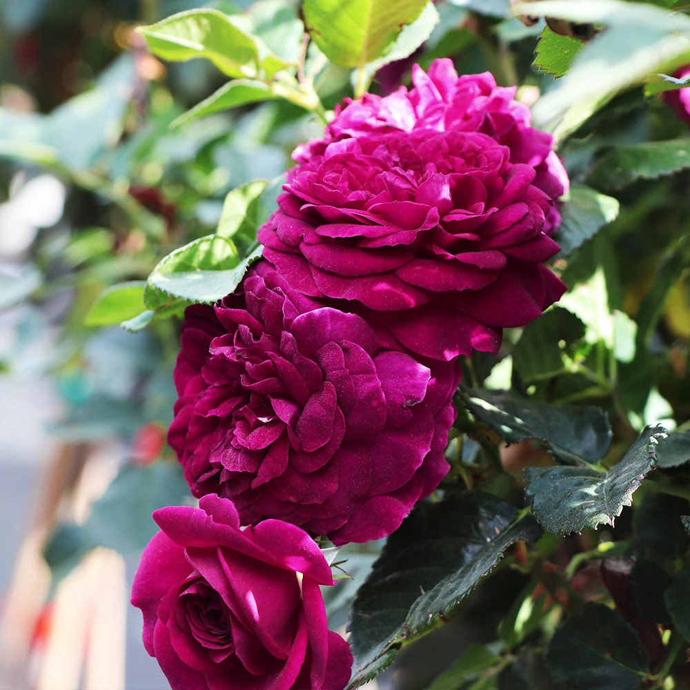 Celestial Nightâ„¢ Rose Tree - Image 2