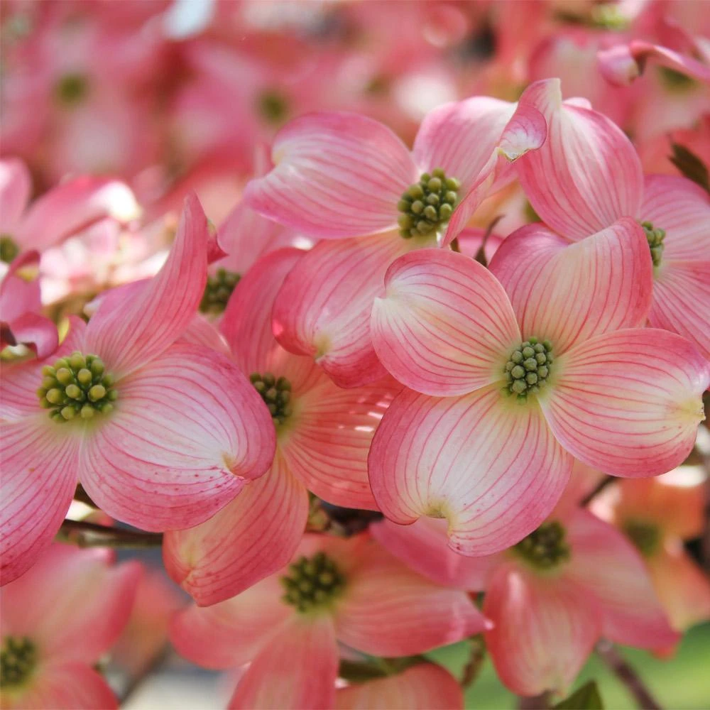 Cherokee Brave Dogwood - Image 3