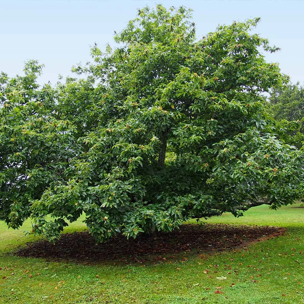Chinese Chestnut Tree - Image 5