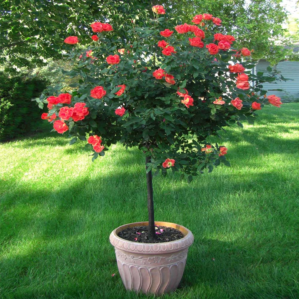 Coral Knock Out® Rose Tree - Image 2