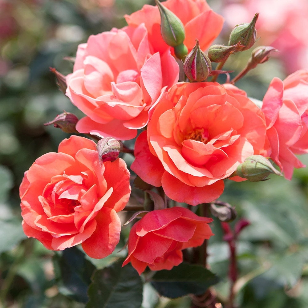 Coral Knock Out® Rose Tree - Image 3