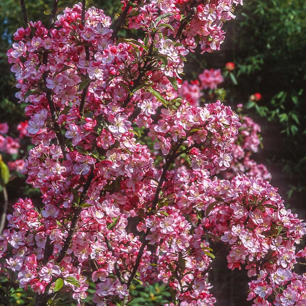 Coralburst® Crabapple - Image 3