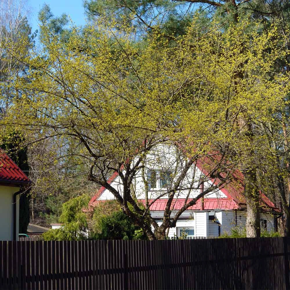 Cornelian Cherry Dogwood Tree - Image 6