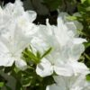 Delaware Valley White Azalea