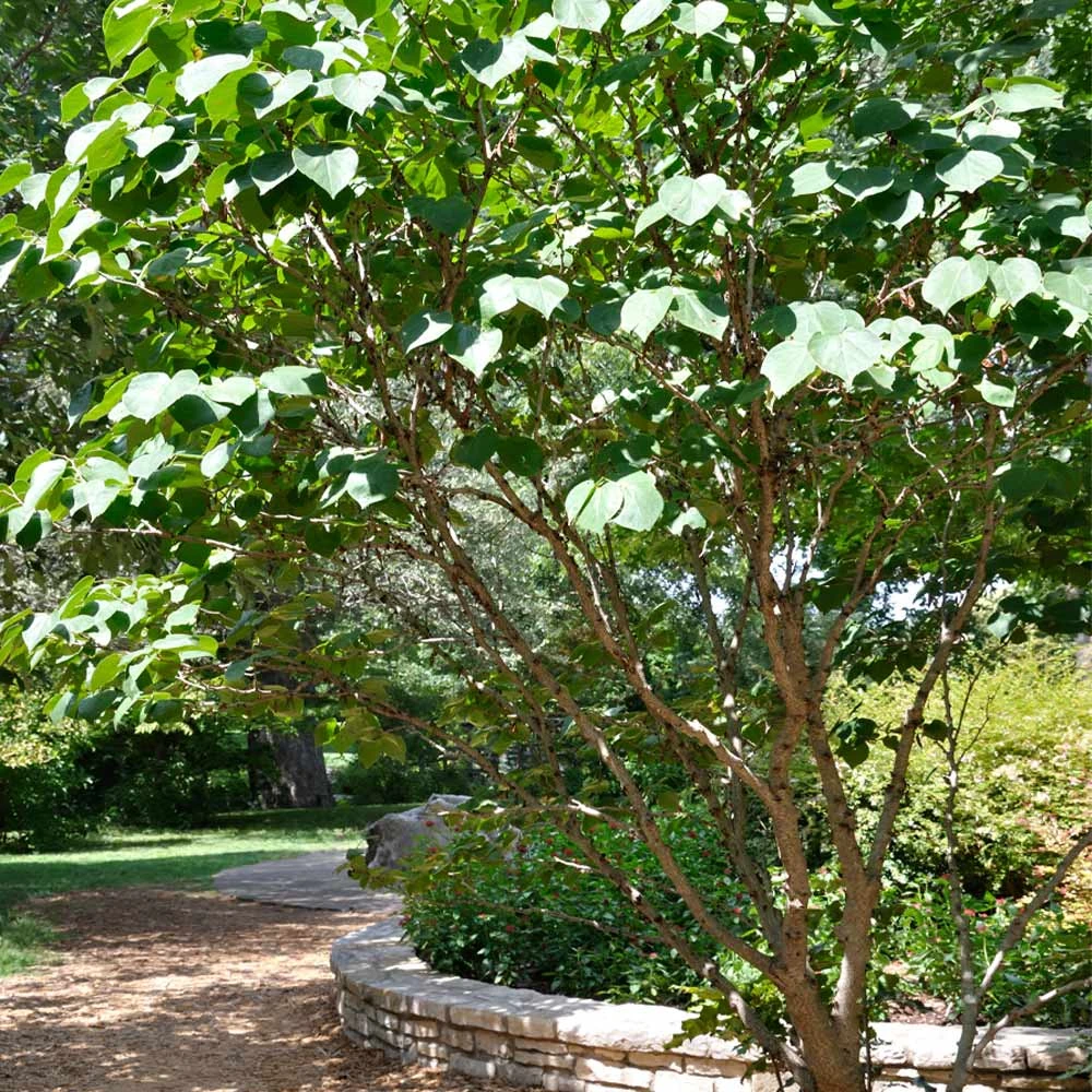 Don EGolf Redbud Tree - Image 4