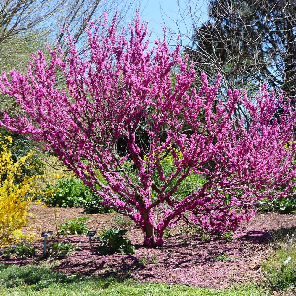 Don EGolf Redbud Tree - Image 2
