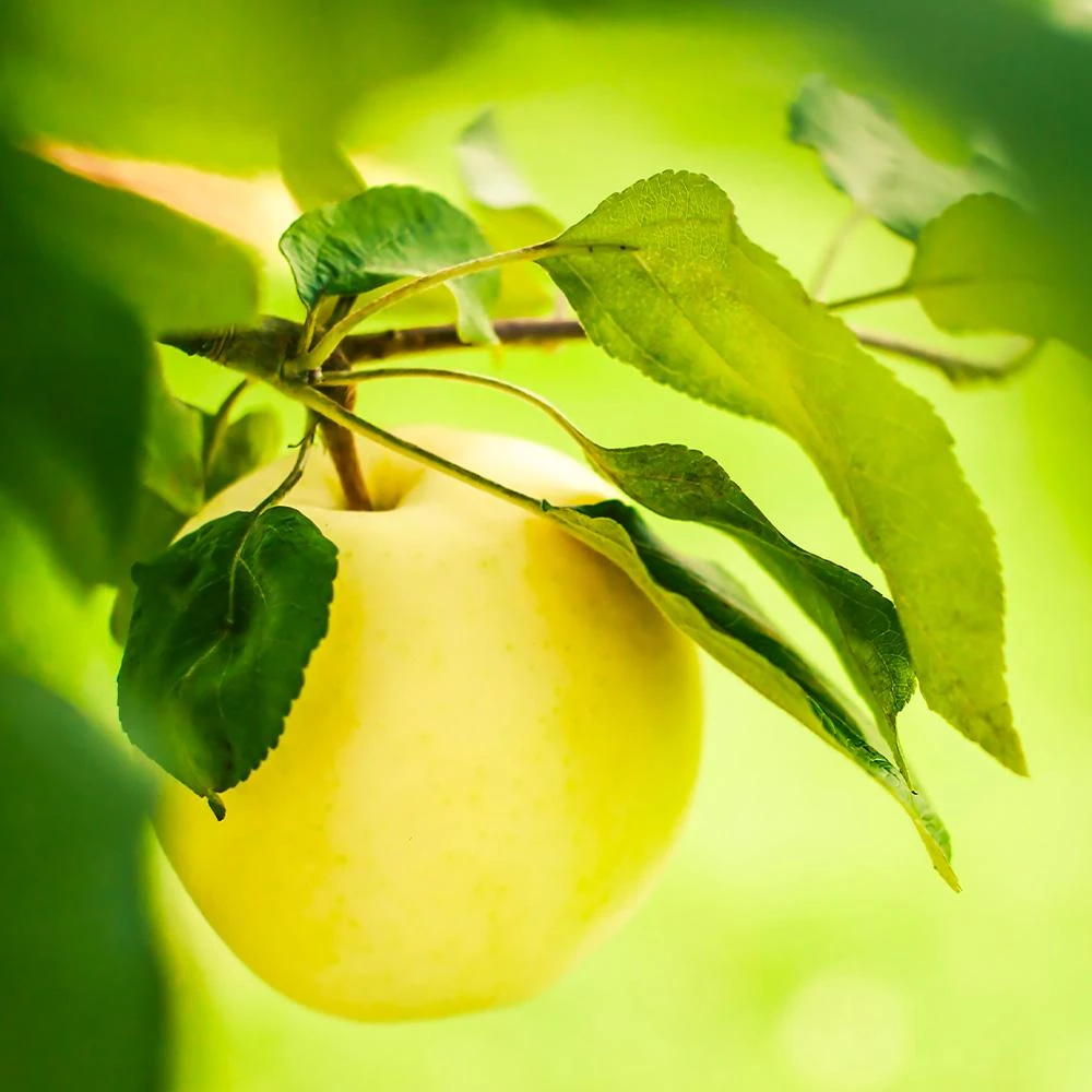 Dorsett Golden Apple Tree - Image 2