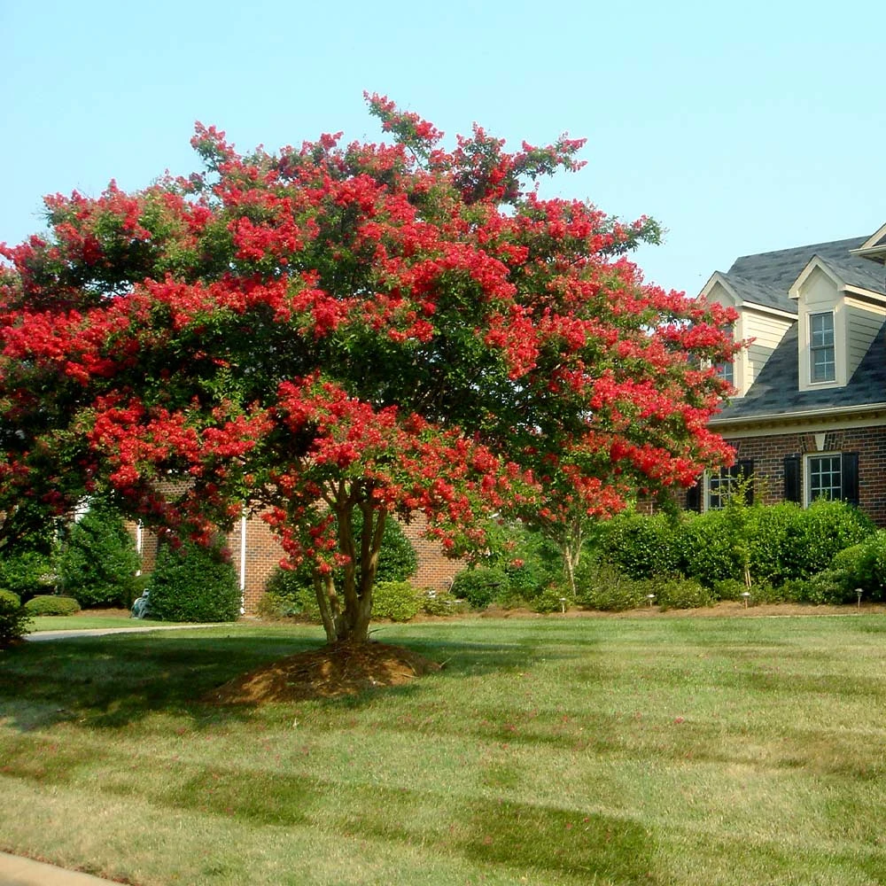 Dynamite Crape Myrtle - Image 2