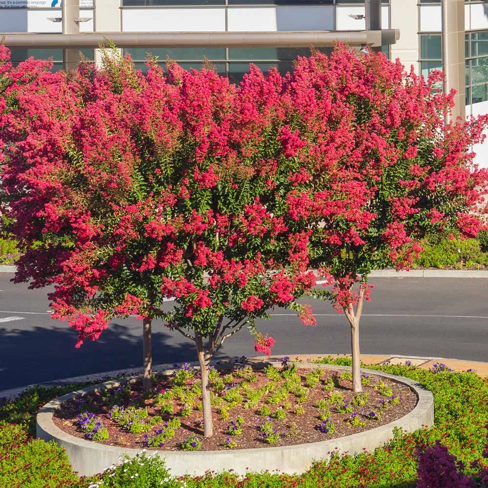 Dynamite Crape Myrtle - Image 6
