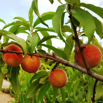 Early White Giant Peach Tree