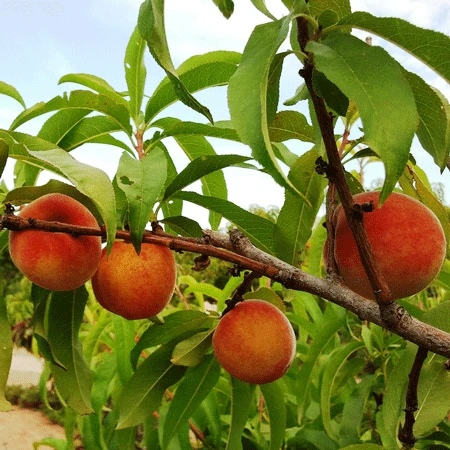 Early White Giant Peach Tree - Image 2