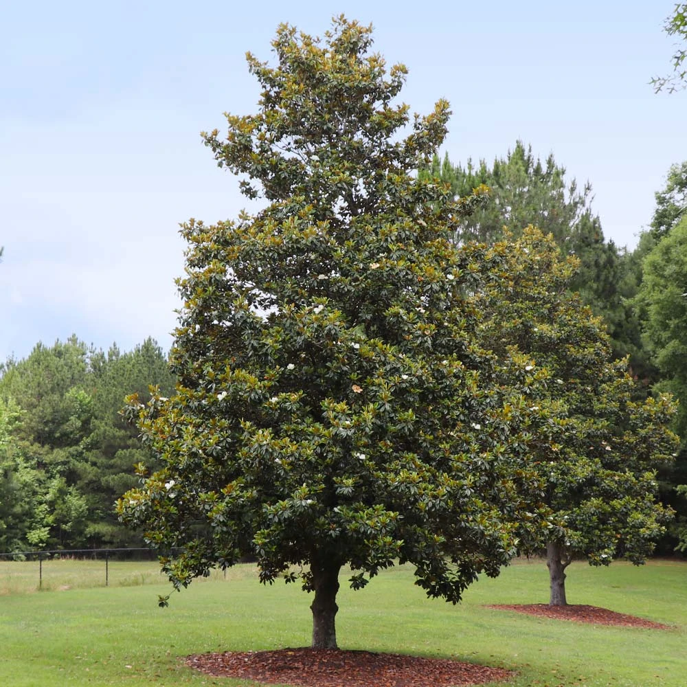 Edith Bogue Magnolia - Image 3