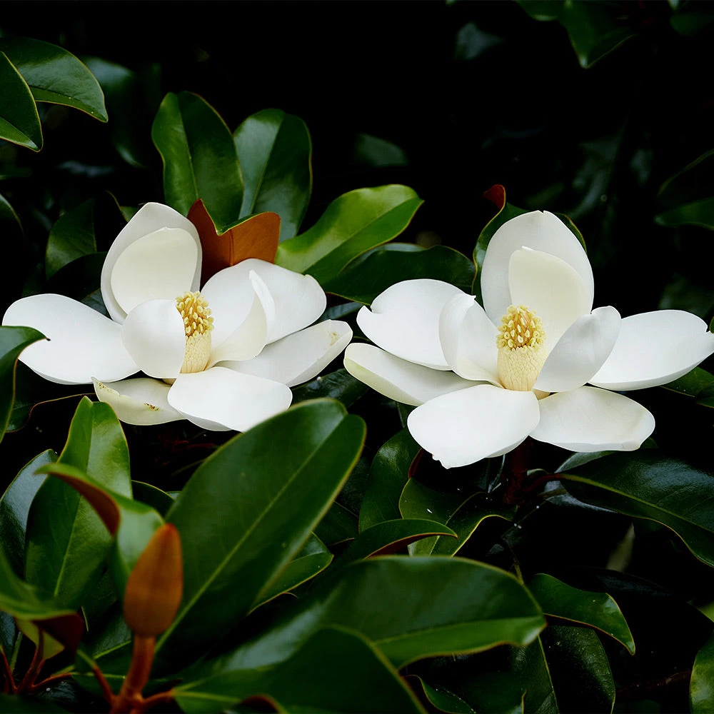 Edith Bogue Magnolia - Image 2