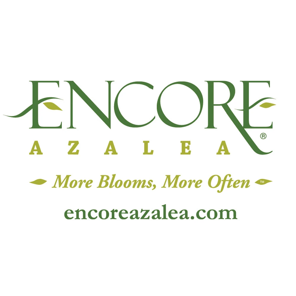 Autumn Angel® Encore® Azalea - Image 4