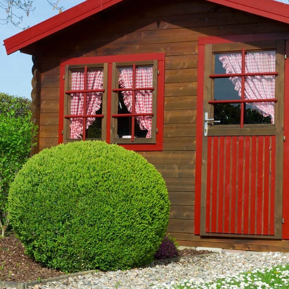 English Boxwood Shrub - Image 7