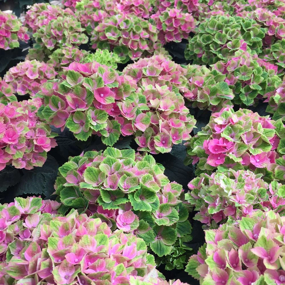 Everlasting® Amethyst Hydrangea Shrub - Image 2