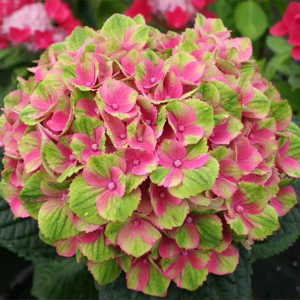 Everlasting® Amethyst Hydrangea Shrub - Image 3