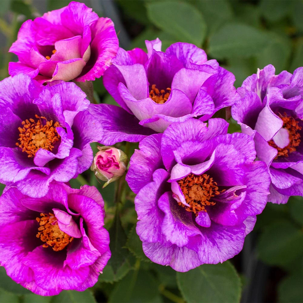 Eyeconic® Plum Lemonade Rose - Image 2