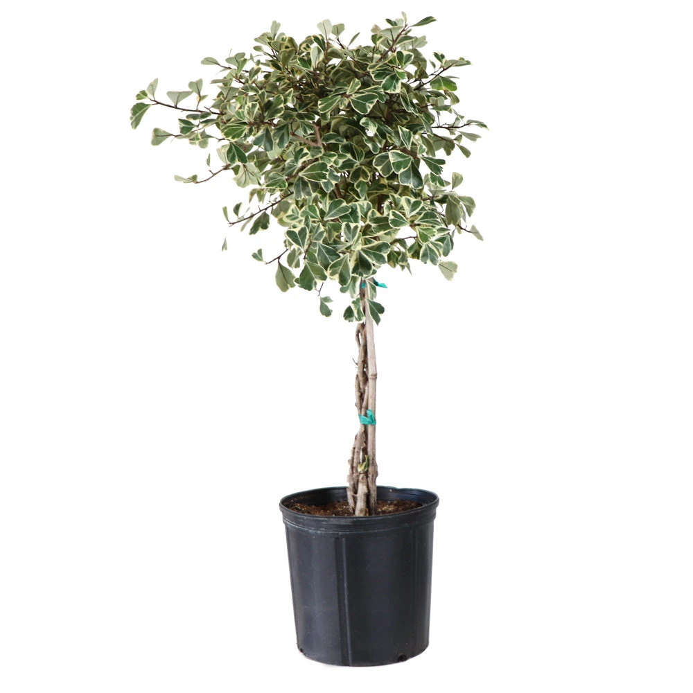 Variegated Ficus Triangularis Tree - Image 4