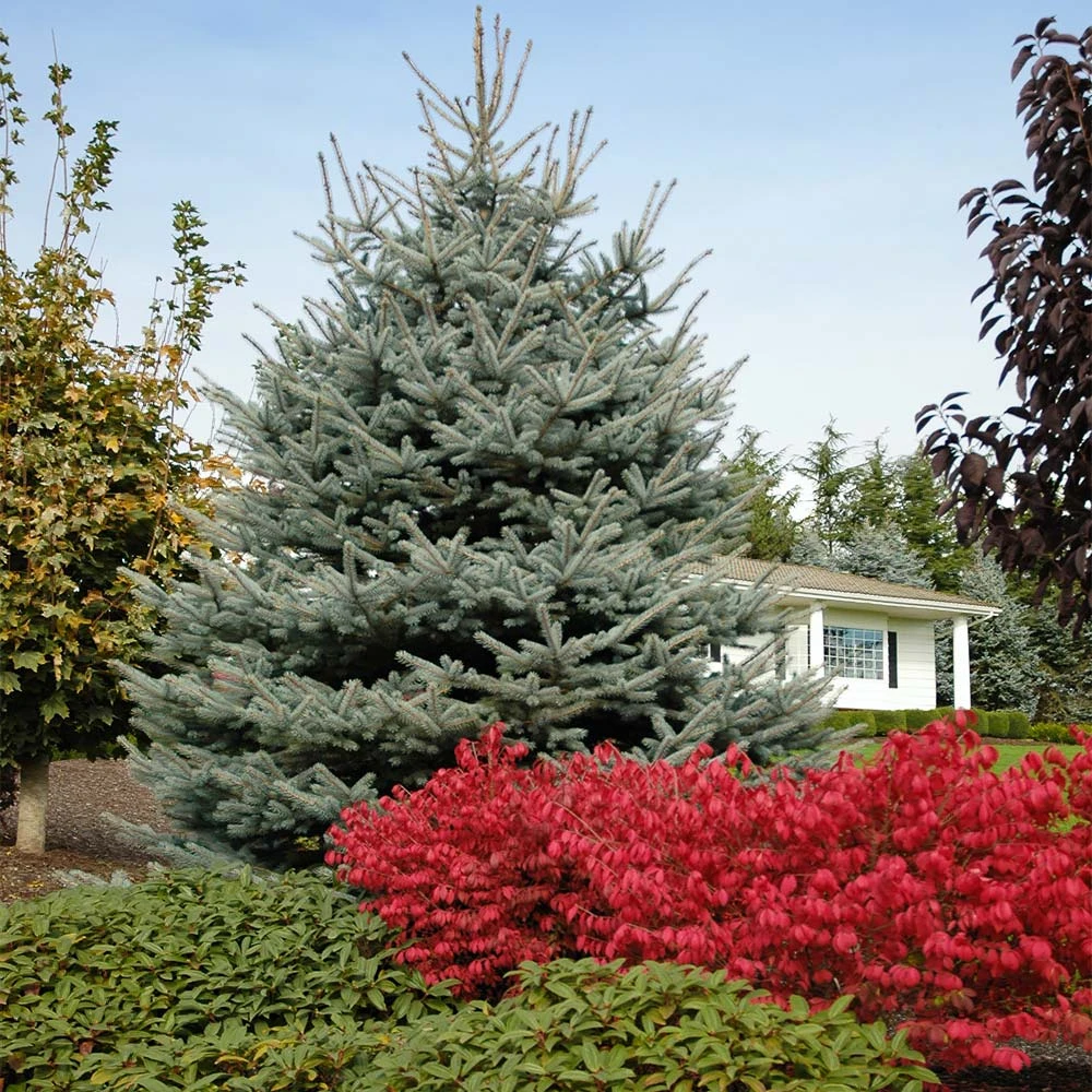 Fat Albert Colorado Blue Spruce - Image 2