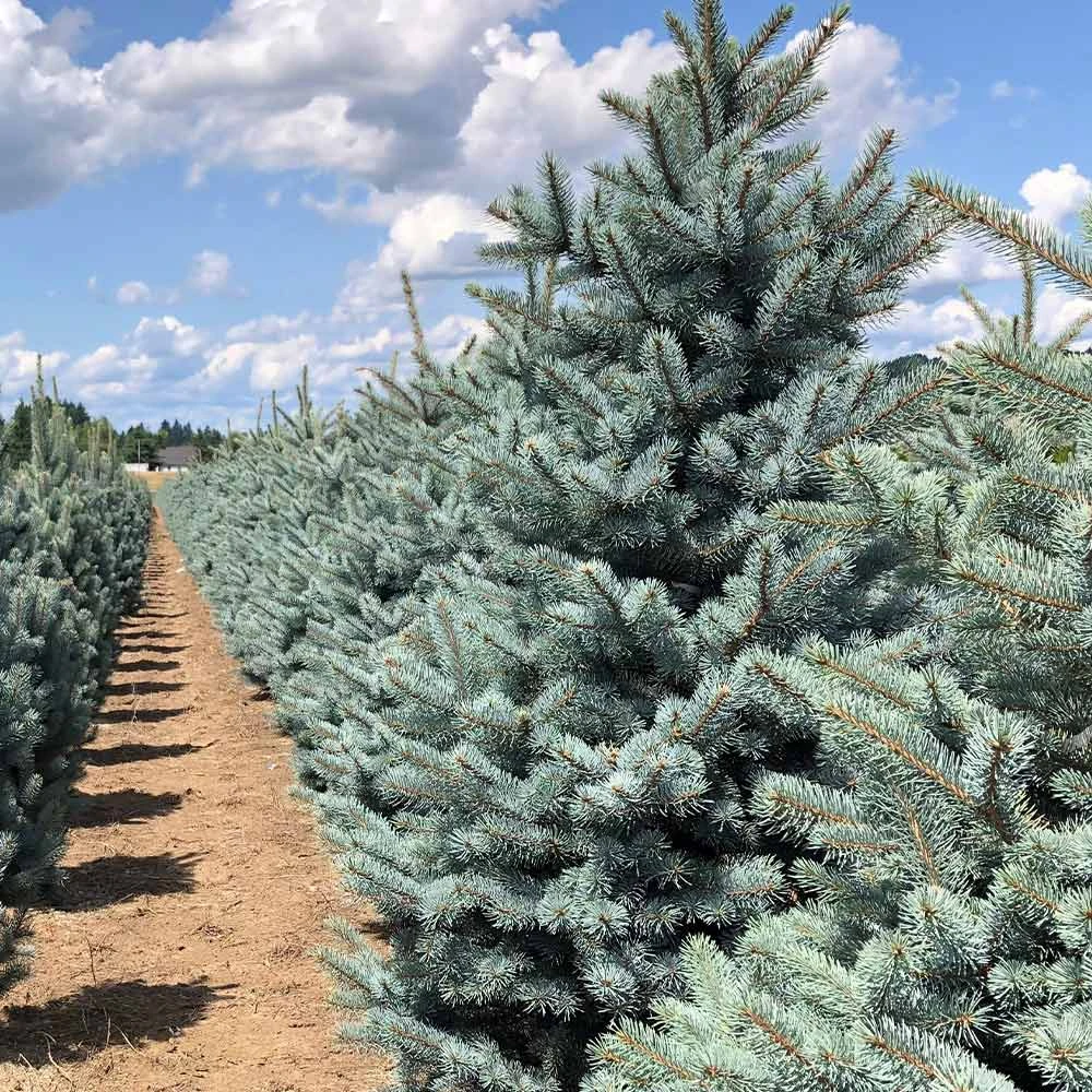 Fat Albert Colorado Blue Spruce - Image 5