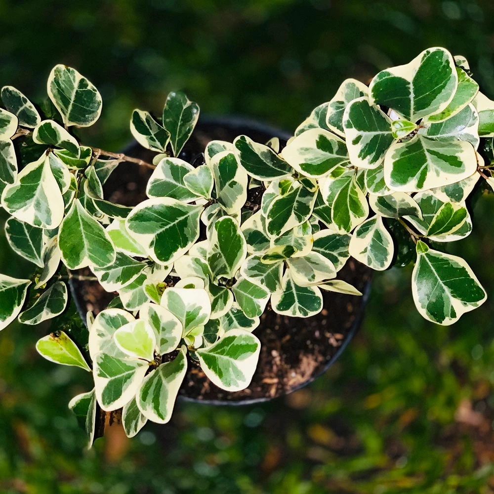 Variegated Ficus Triangularis Tree - Image 3