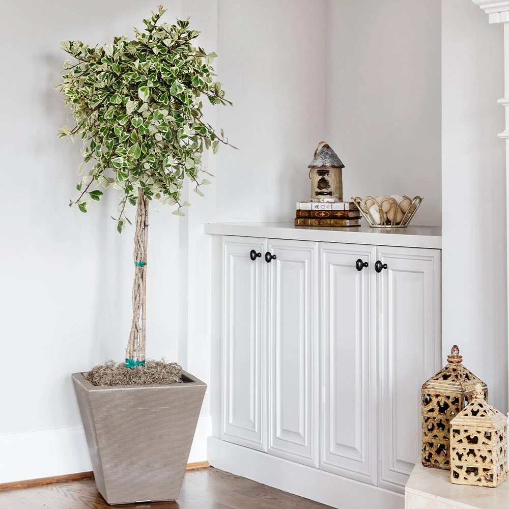 Variegated Ficus Triangularis Tree - Image 2