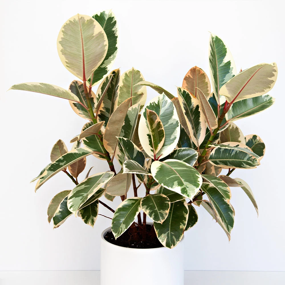 Ficus Tineke - Image 3