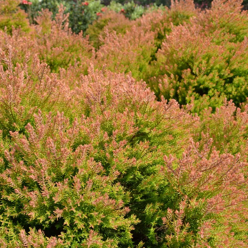 Fire Chief™ Thuja Shrub - Image 4
