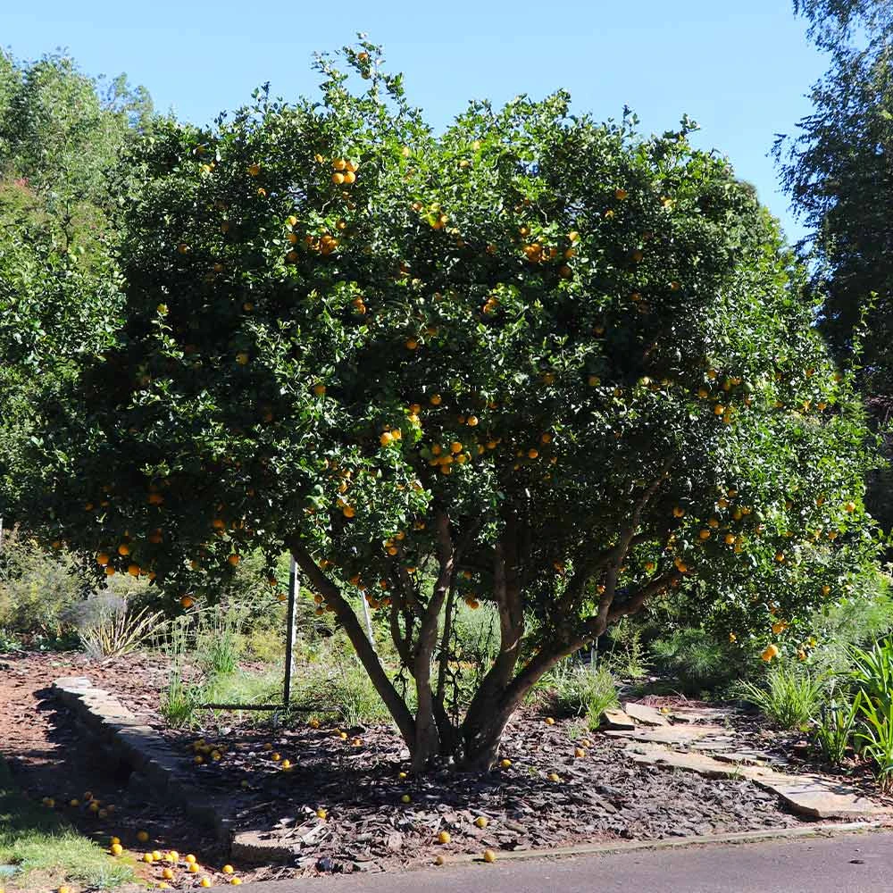 Hardy Orange Tree 'Flying Dragon' - Image 3