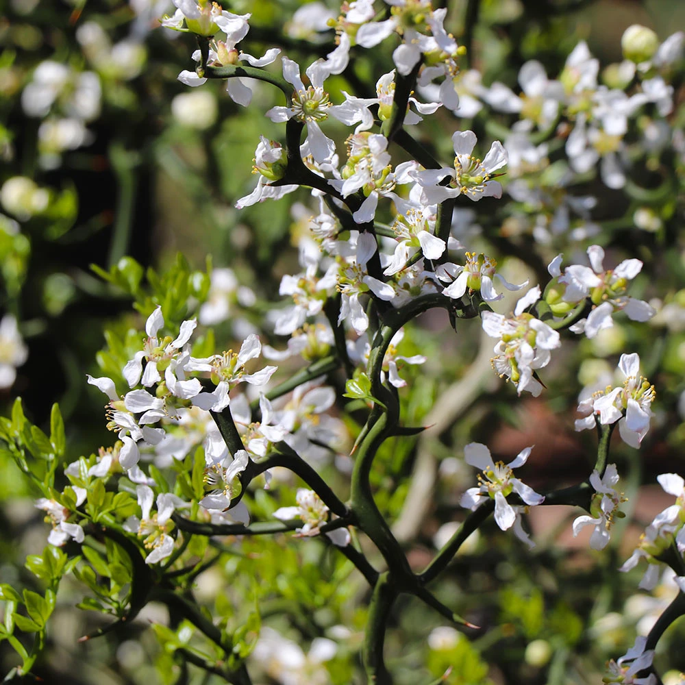 Hardy Orange Tree 'Flying Dragon' - Image 7