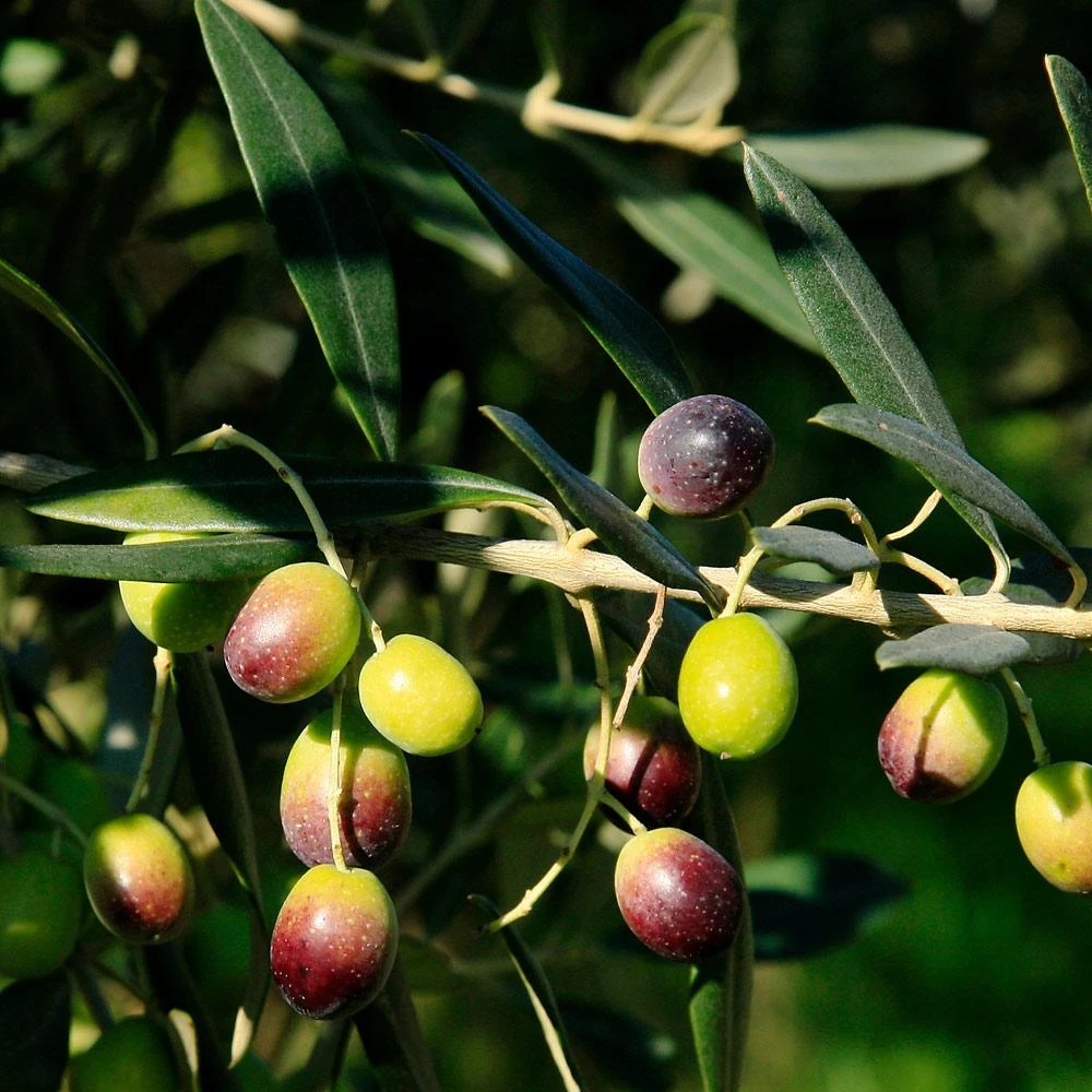 Frantoio Olive Tree - Image 4