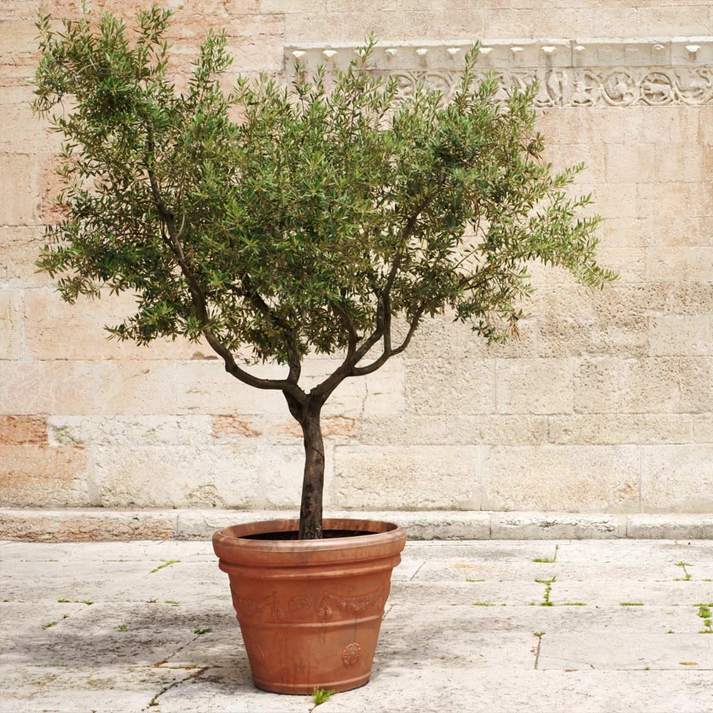 Frantoio Olive Tree - Image 2