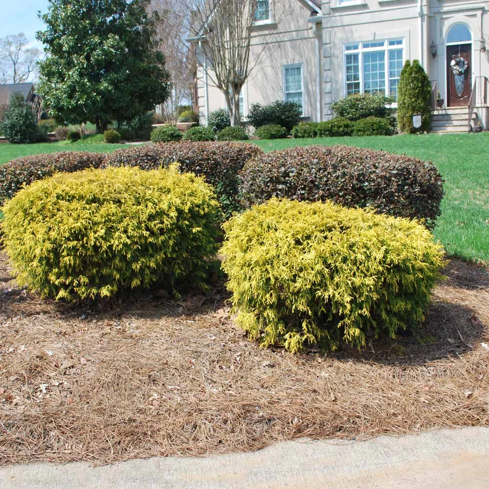 Gold Mop Cypress - Image 3