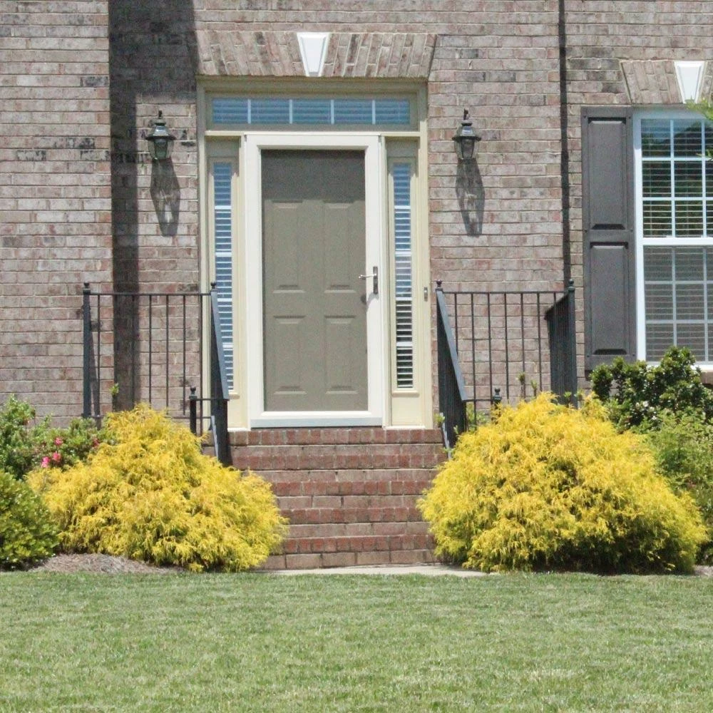 Gold Mop Cypress - Image 4