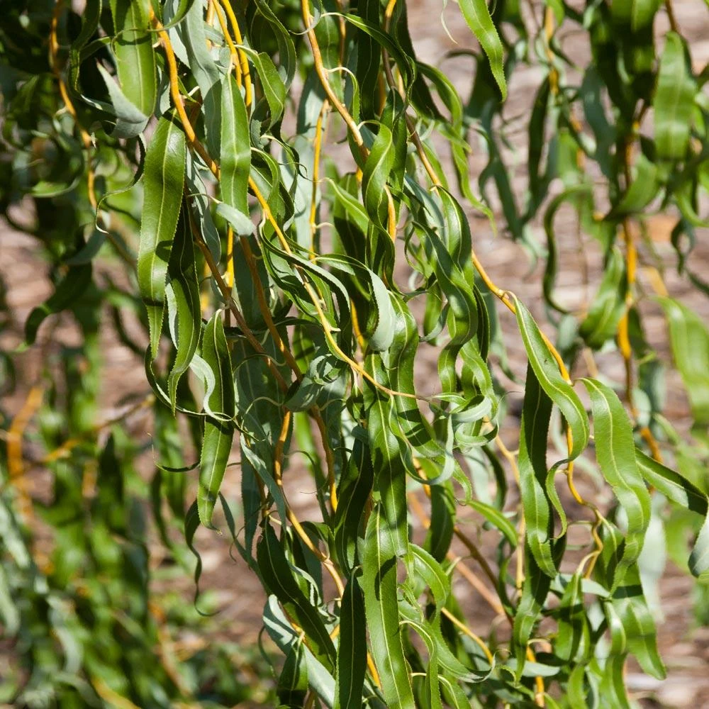 Golden Curls' Corkscrew Willow - Image 2
