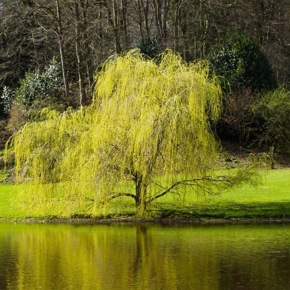 Golden Curls' Corkscrew Willow - Image 4