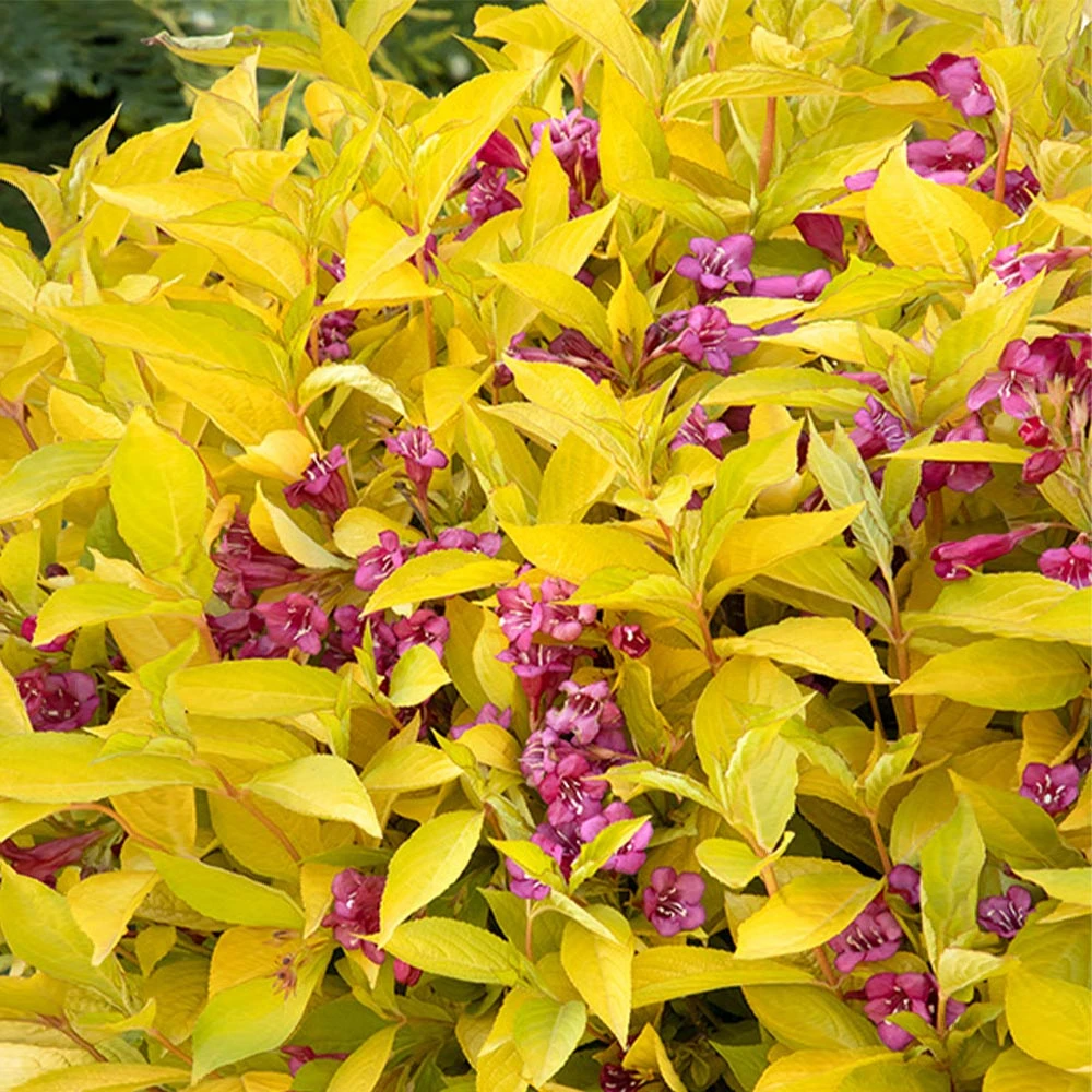 Golden Jackpot® Weigela Shrub - Image 2