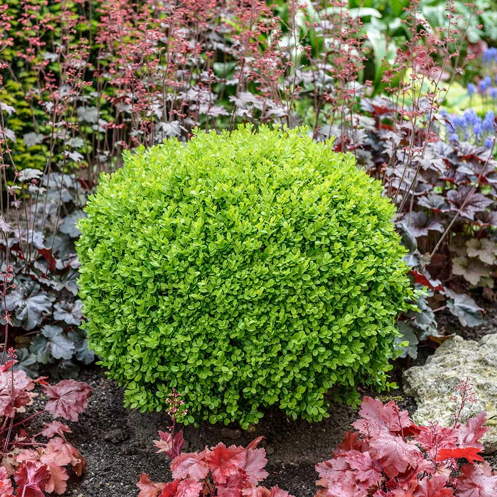 Green Velvet Boxwood Shrub - Image 2