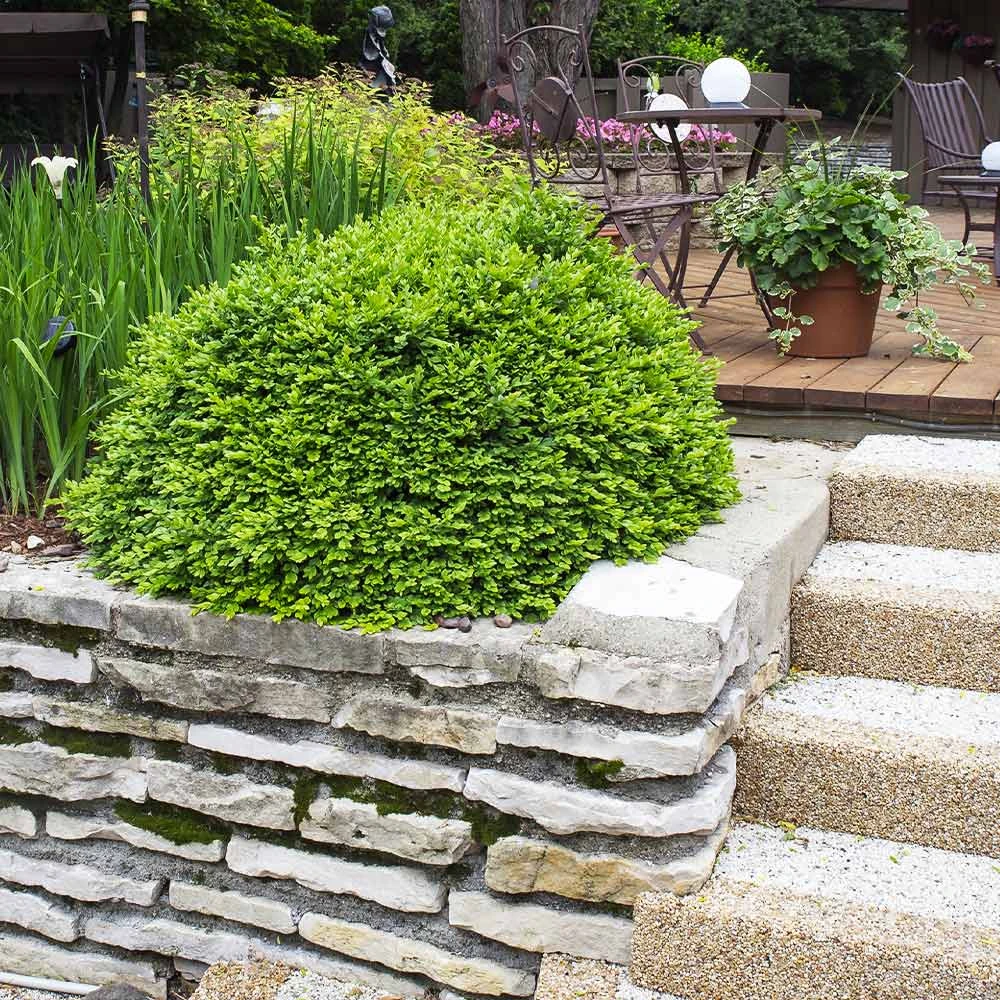 Green Velvet Boxwood Shrub - Image 4