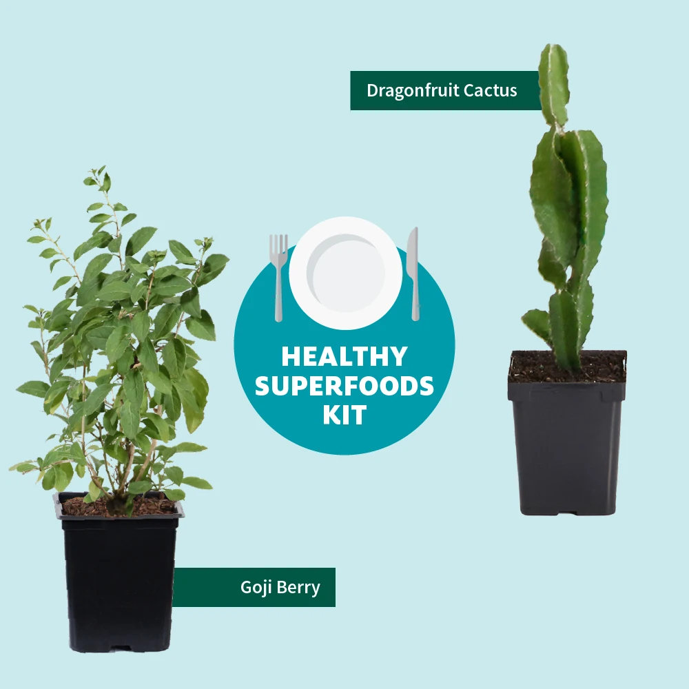 Goji Berry - Image 6