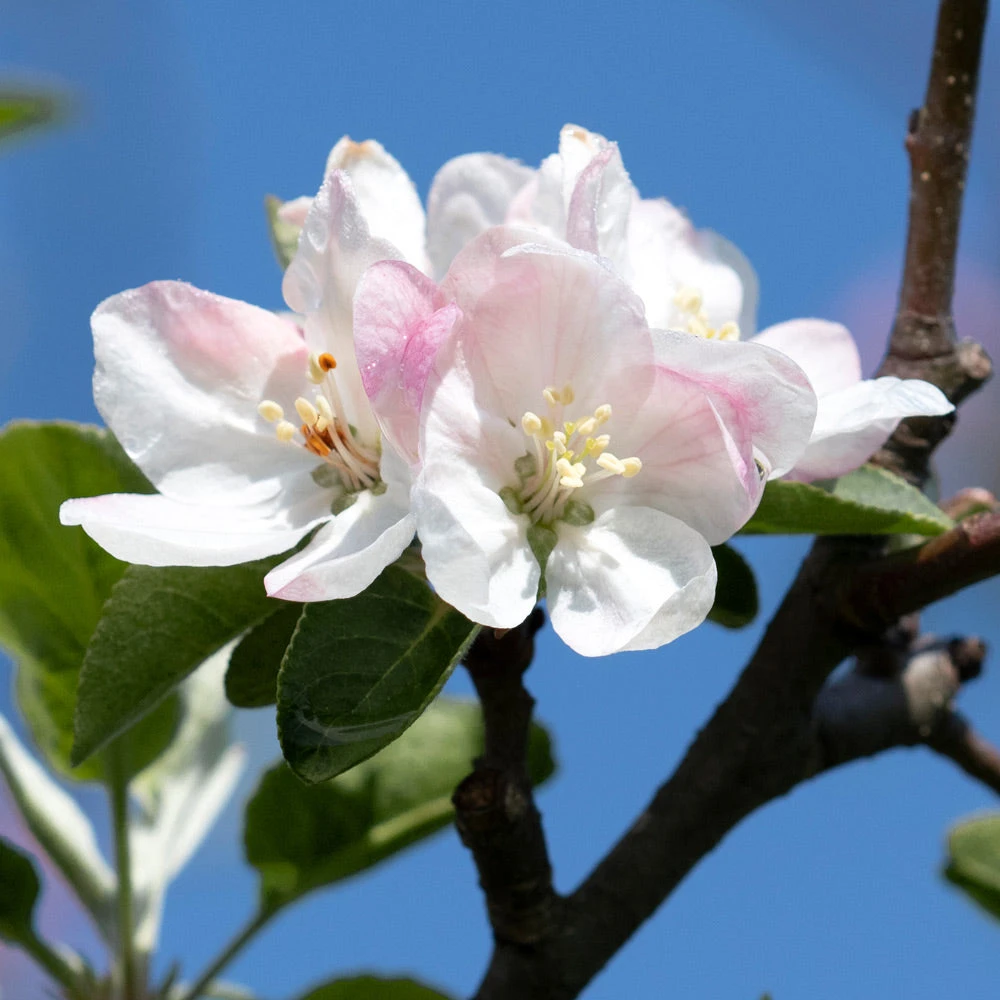 Apple Pollinator Pack - Image 5