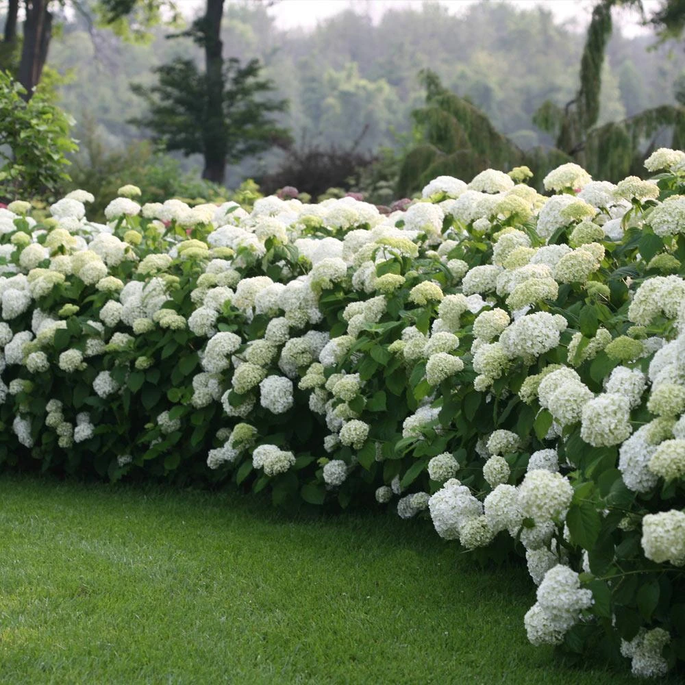 Incrediball® Hydrangea Shrub - Image 3