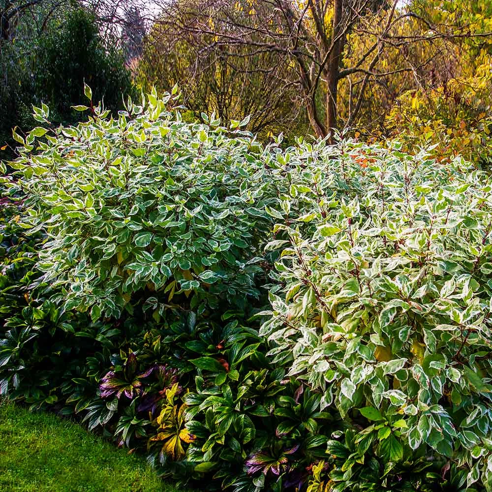 Ivory Halo Dogwood Shrub - Image 4